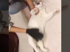 Μικρό Μεσαίο Μεγάλο Απομακρυντή μαλλιών για κατοικίδια Mitt Deshedding Dog Grooming Gloves για μπάνιο