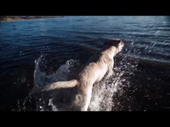 Παιχνίδι για σκύλους ETPU Solid Ball Interactive για παιχνίδια και αξεσουάρ για κατοικίδια